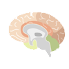 PKU Brain